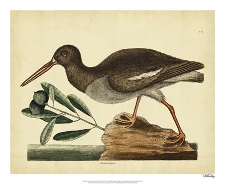 The Oyster Catcher, Pl. T85 by Marc Catesby art print