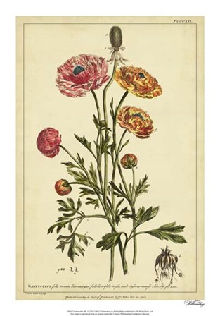 Ranunculus, Pl. CCXVI by Phillip Miller art print