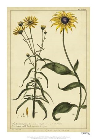 Rudbeckia and Coreopsis, Pl. CCXXIV by Phillip Miller art print