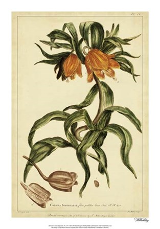 Corona Imperalis, Pl. CV by Phillip Miller art print