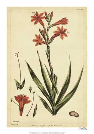 Watsonia, Pl. CCLXXVI by Phillip Miller art print