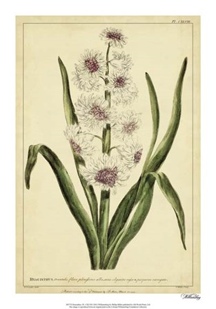Hyacinthus, Pl. CXLVIII by Phillip Miller art print