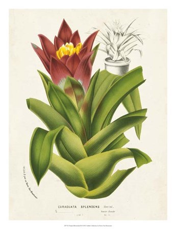 Tropical Bromeliad II by Horto Van Houtteano art print