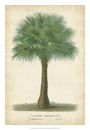 Palm of the Tropics I by Horto Van Houtteano art print