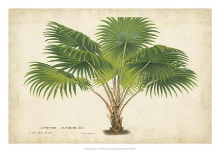 Palm of the Tropics V by Horto Van Houtteano art print
