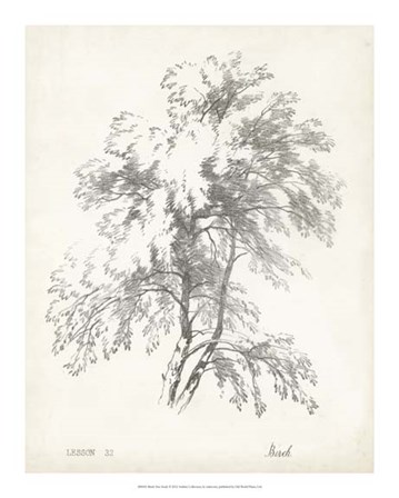 Birch Tree Study art print