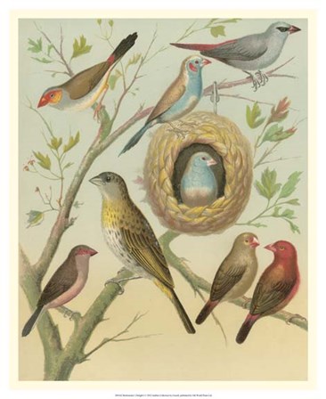 Birdwatcher&#39;s Delight I by Cassell art print