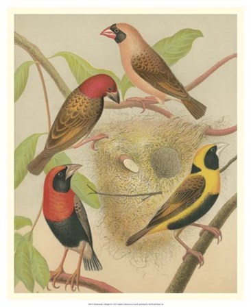 Birdwatcher&#39;s Delight II by Cassell art print