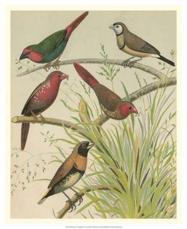 Birdwatcher&#39;s Delight III by Cassell art print