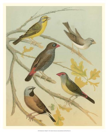 Birdwatcher&#39;s Delight IV by Cassell art print