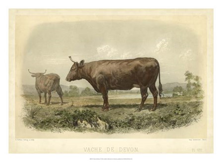 Vache De Devon by I Bonheur art print