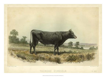 Taureau D&#39;Angeln by I Bonheur art print