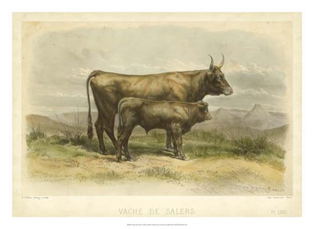 Vache De Salers by I Bonheur art print