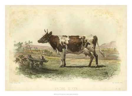 Vache D&#39;Ayr by I Bonheur art print