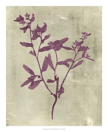 Impressions in Plum by Vision Studio art print