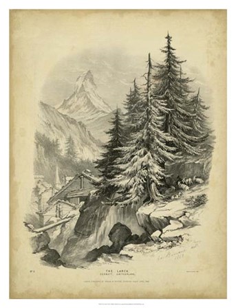 The Larch by George Barnard art print