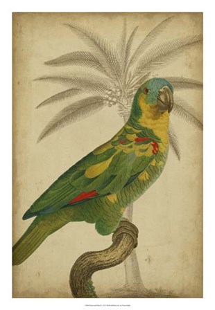 Parrot and Palm II by Vision Studio art print