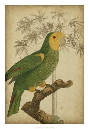 Parrot and Palm IV by Vision Studio art print