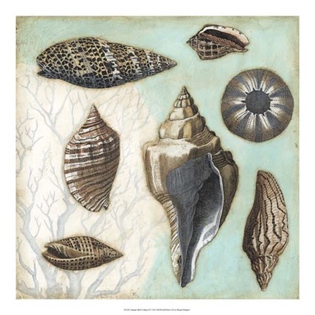 Antique Shell Collage II by Megan Meagher art print
