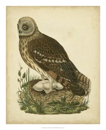 Antique Nozeman Owl I by Nozeman art print