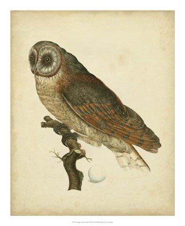 Antique Nozeman Owl IV by Nozeman art print
