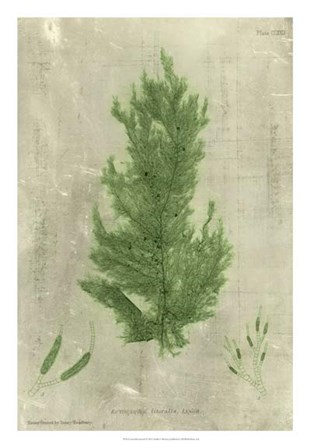 Emerald Seaweed I art print