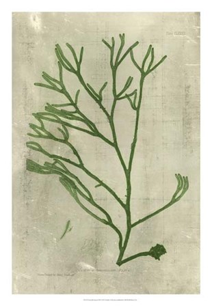 Emerald Seaweed III art print