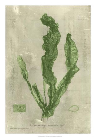Emerald Seaweed IV art print