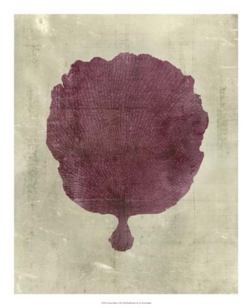 Coral in Plum by Vision Studio art print