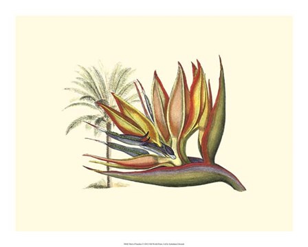 Bird of Paradise I by Sydenham Edwards art print