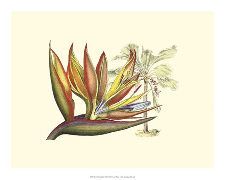 Bird of Paradise II by Sydenham Edwards art print