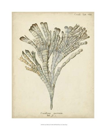 Coral Collection I by Johann Esper art print