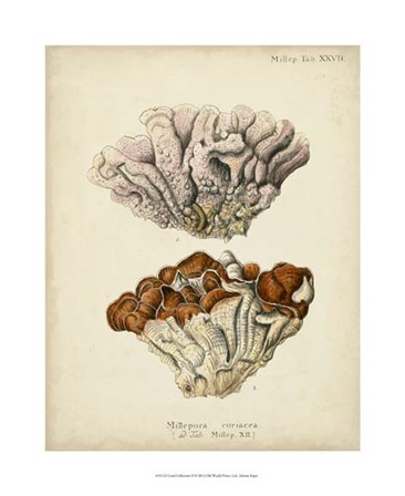 Coral Collection II by Johann Esper art print