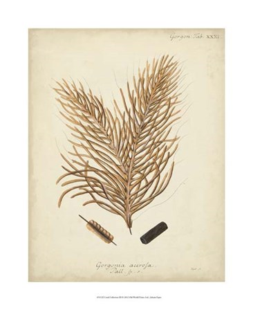 Coral Collection III by Johann Esper art print