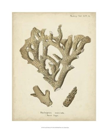 Coral Collection IV by Johann Esper art print