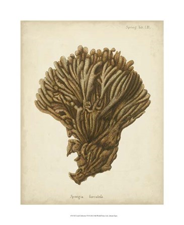 Coral Collection VI by Johann Esper art print