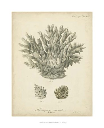 Coral Collection VII by Johann Esper art print