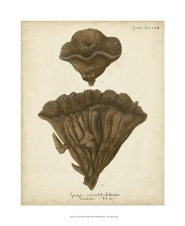 Coral Collection VIII by Johann Esper art print