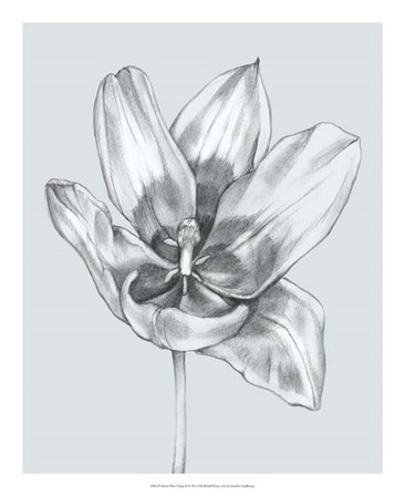 Silvery Blue Tulips II by Jennifer Goldberger art print