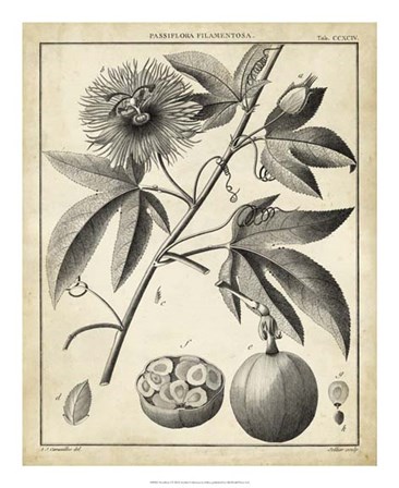 Passiflora I by Charles Francois Sellier art print