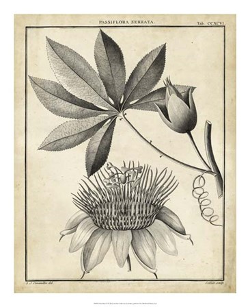 Passiflora II by Charles Francois Sellier art print