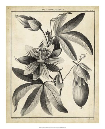 Passiflora III by Charles Francois Sellier art print
