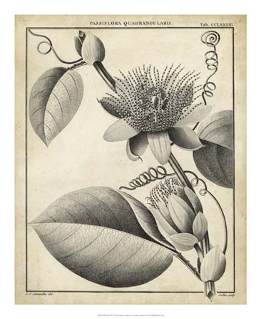 Passiflora IV by Charles Francois Sellier art print