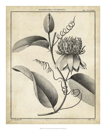 Passiflora V by Charles Francois Sellier art print