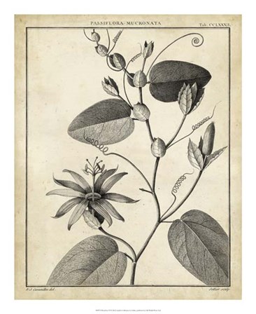 Passiflora VI by Charles Francois Sellier art print
