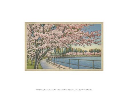 Cherry Blossoms, Potomac Park art print