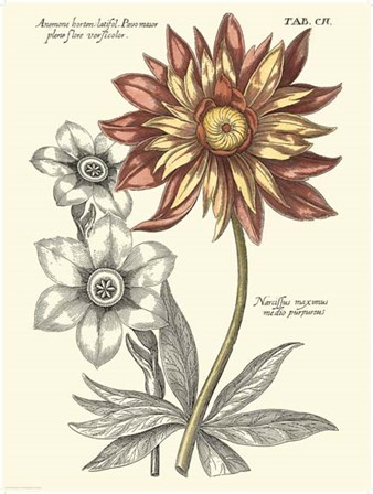 Tinted Floral III by Basilius Besler art print