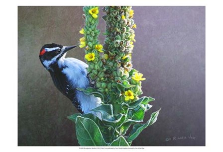 Woodpecker Mullen by Chris Vest art print
