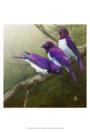 African Starlings by Chris Vest art print