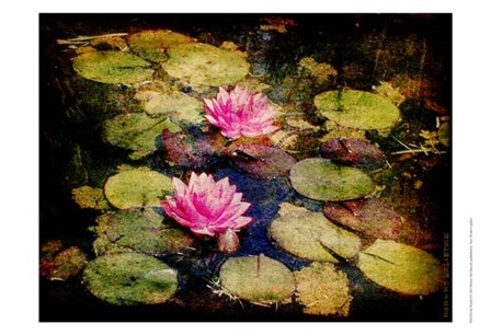 Lily Ponds I by Robert McClintock art print